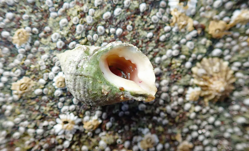 Mindre miljøgifter langs kysten