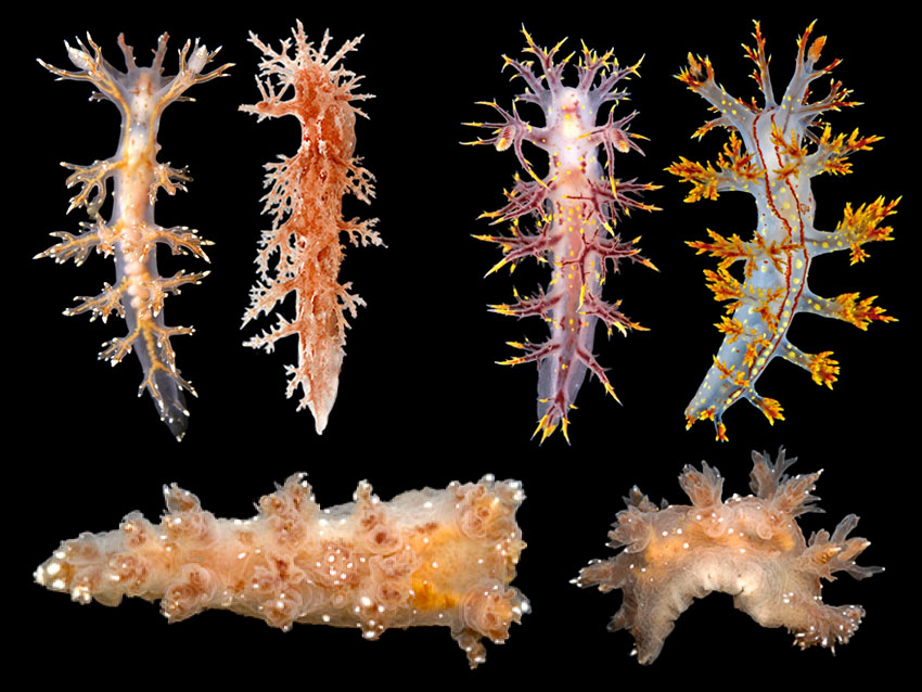 Dendronotus