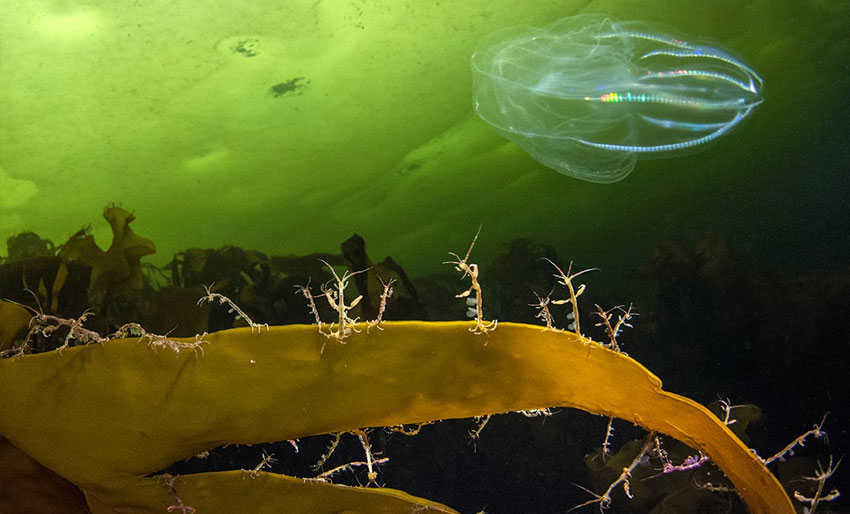 World Oceans Day Photo Competition