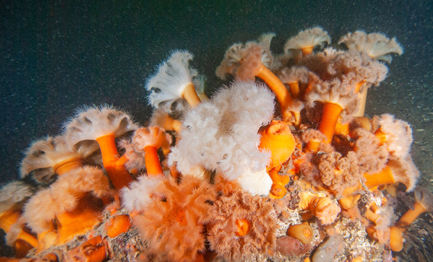 Livet i fjorden er sterkt truet