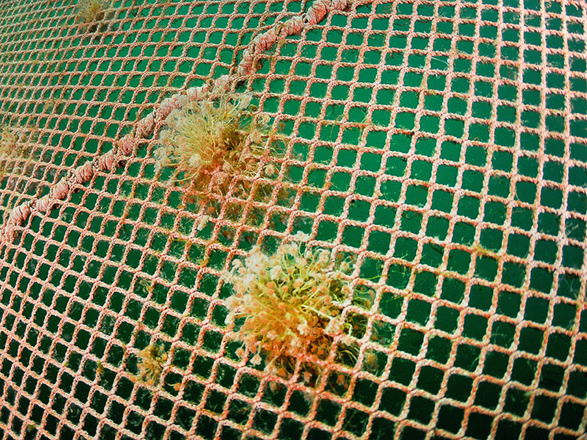 Forventer negative effekter