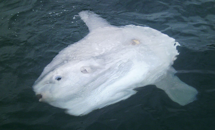 Nå er det månefisk i Oslofjorden!