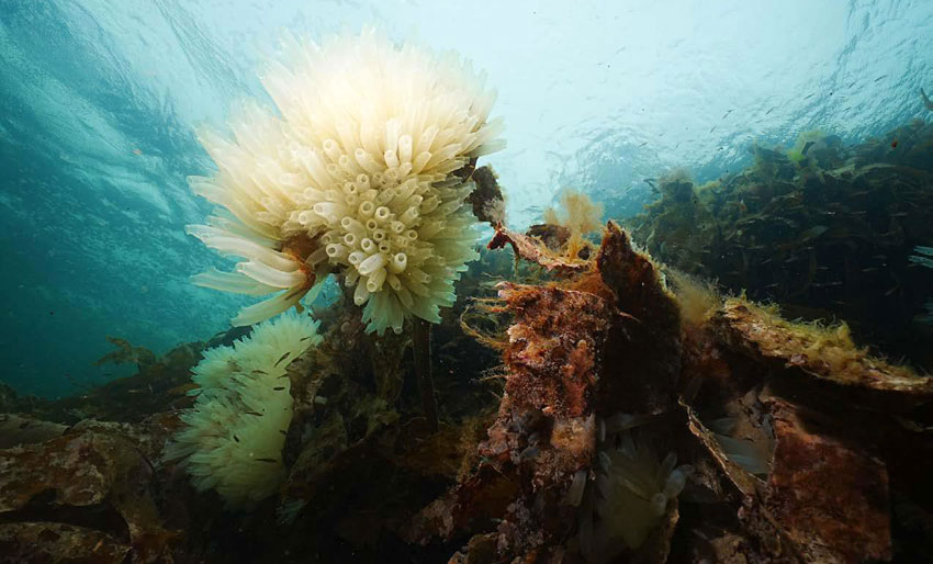 NM i UV-foto: Vidvinkel uten dykker