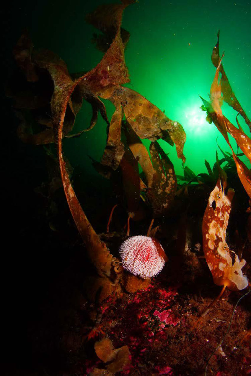 Ole Christian Meldahl