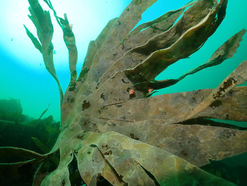 Anne Mari With Ottesen