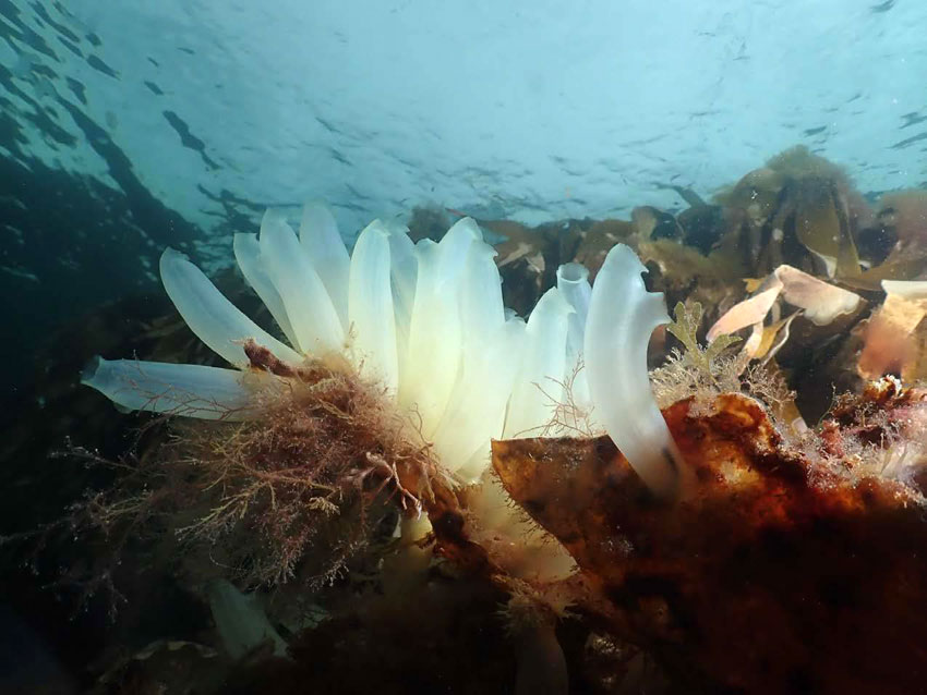 Jørn Svabø Knudsen