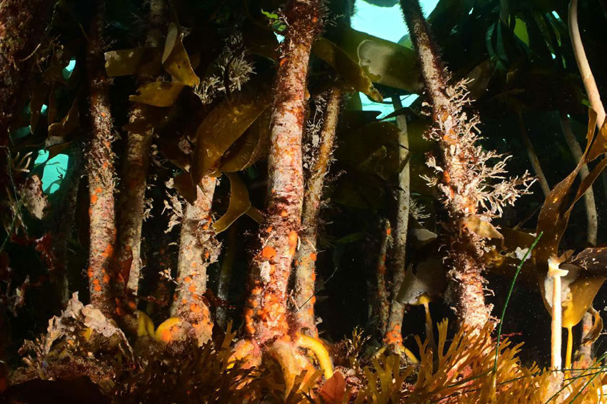 Tore Vidar Knutsmoen