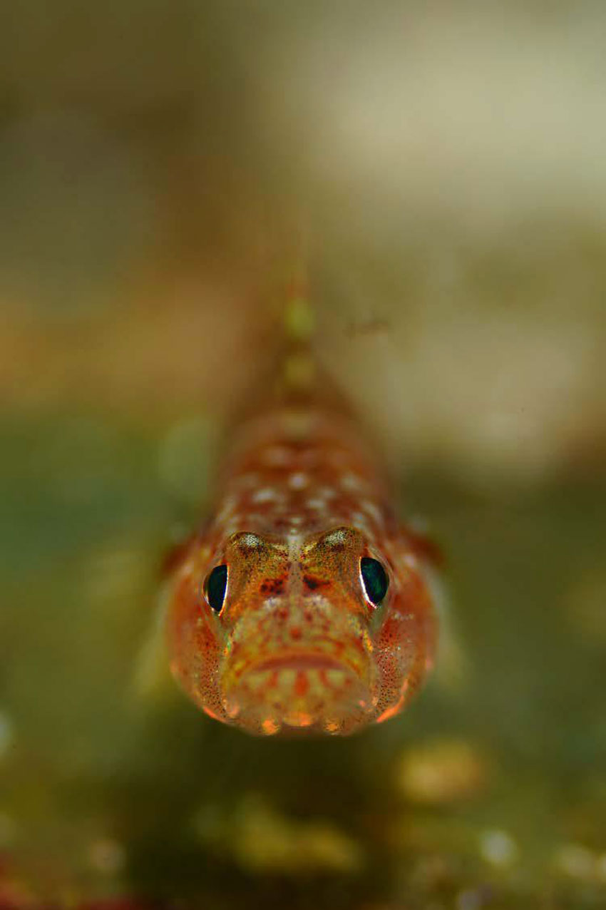 Ole Christian Meldahl