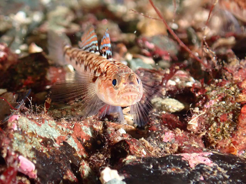 Jørn Svabø Knudsen