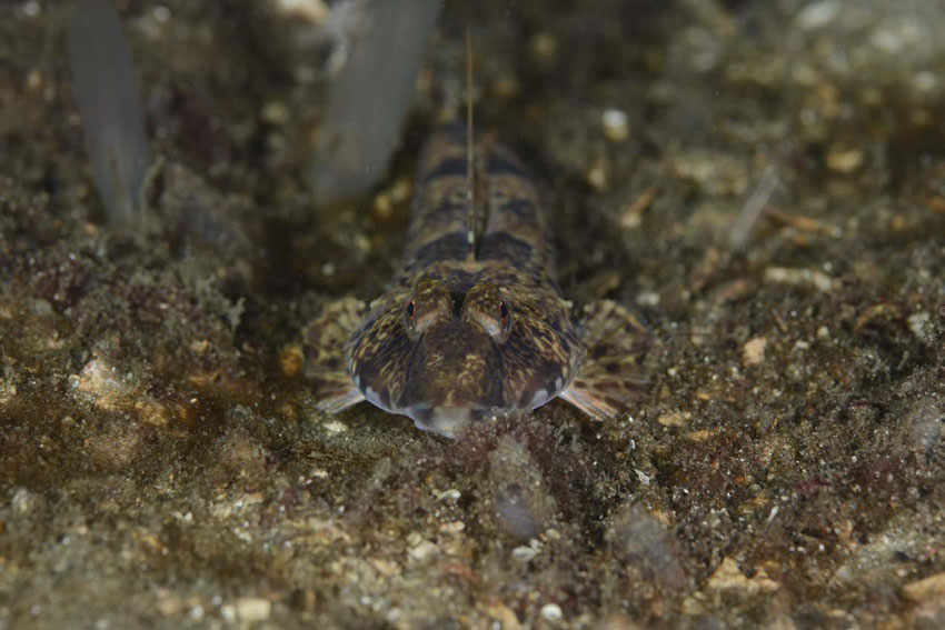 Christopher Andersen