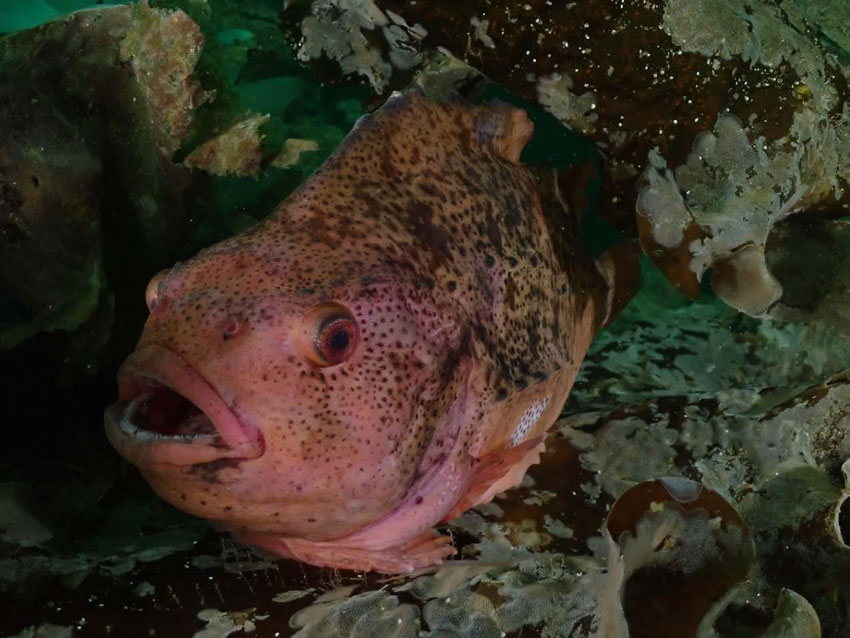 Anne Mari With Ottesen