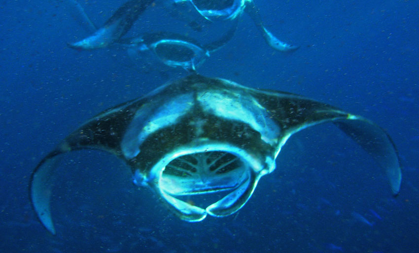 10 fakta om mantarokker