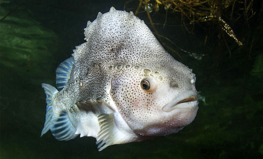 Forskere ønsker seg rognkjeks