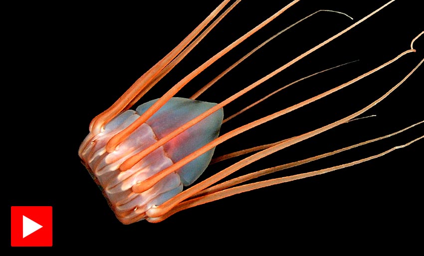 Den magiske kronemaneten