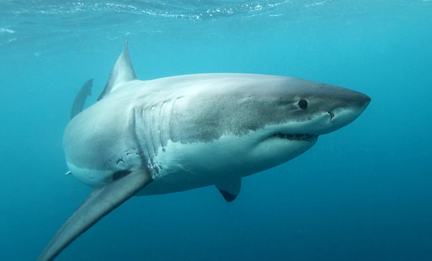 Spennende foredrag om haier