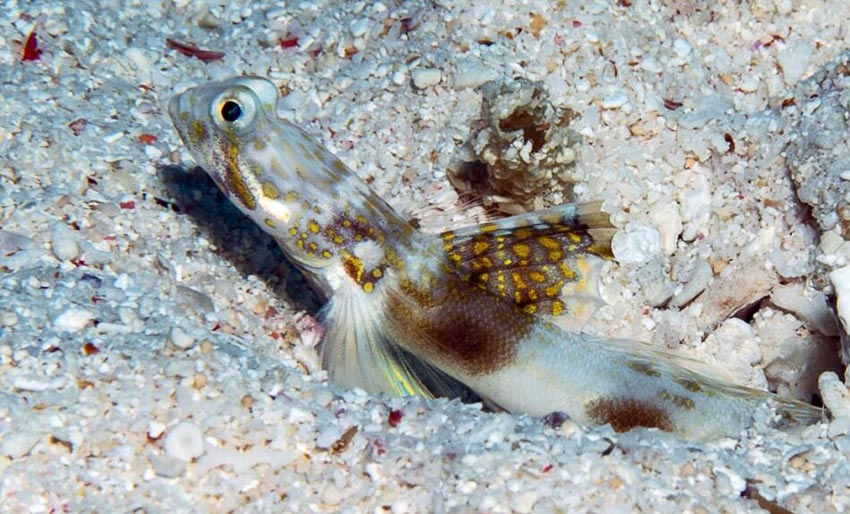 Tomiyamichthyes Elliotensis