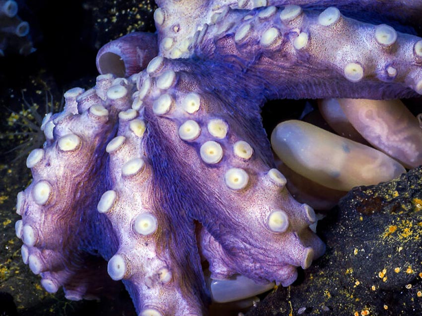 Blekksprut og anemoner