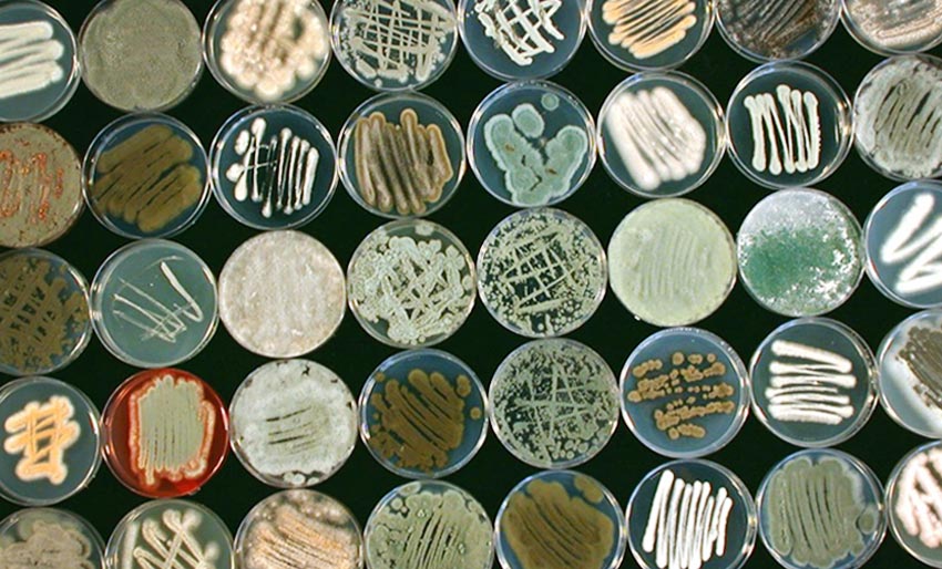 Sopp i havet er en skattkiste