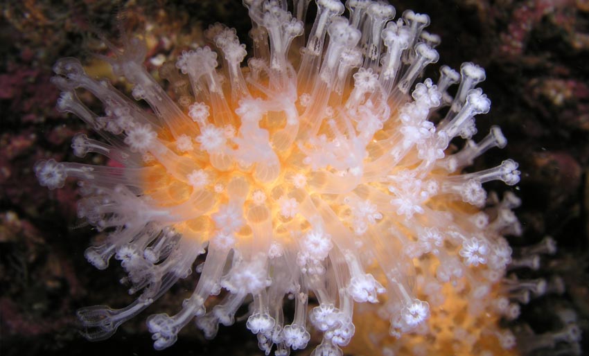 Vakre og spennende bløtkoraller