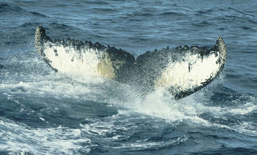 Knølhval