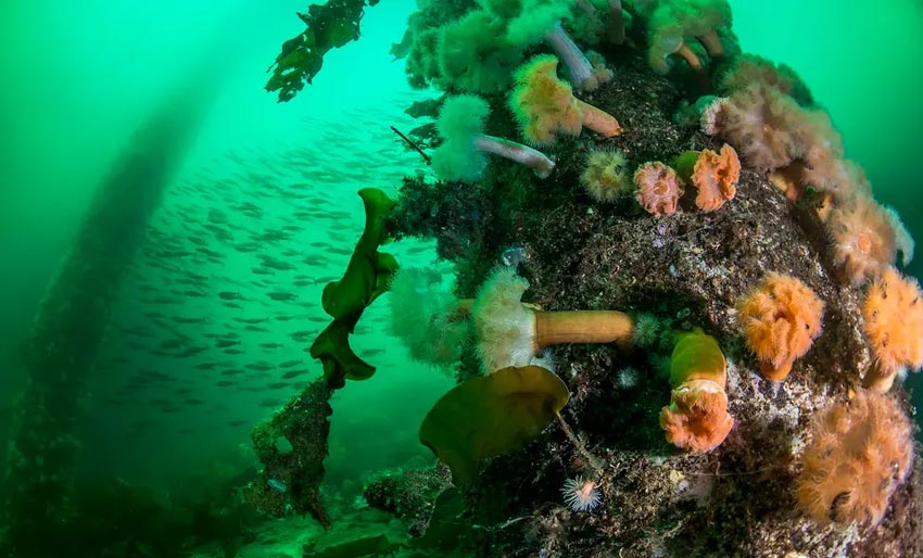 Skjebnedag for Førdefjorden