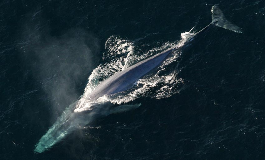 Parer seg med en annen art