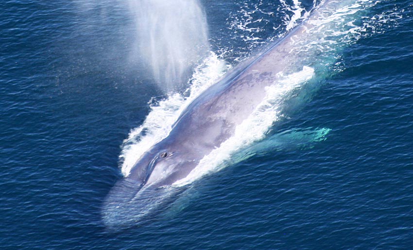 Kreft kan bli sin egen fiende