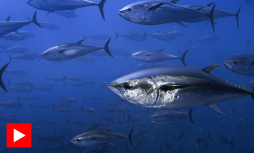 Tunfisk bidrar til havets helse