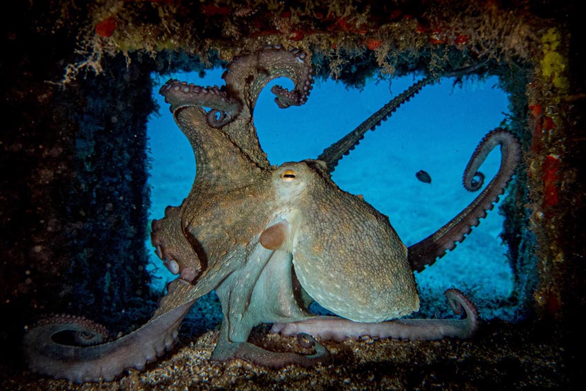 Tore Vidar Knutsmoen