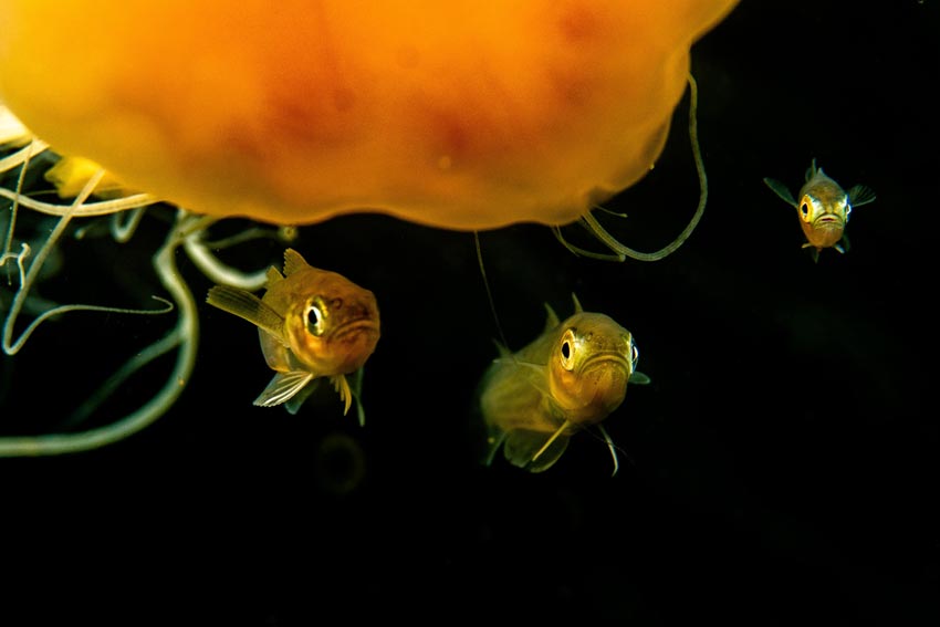 Ole Christian Meldahl