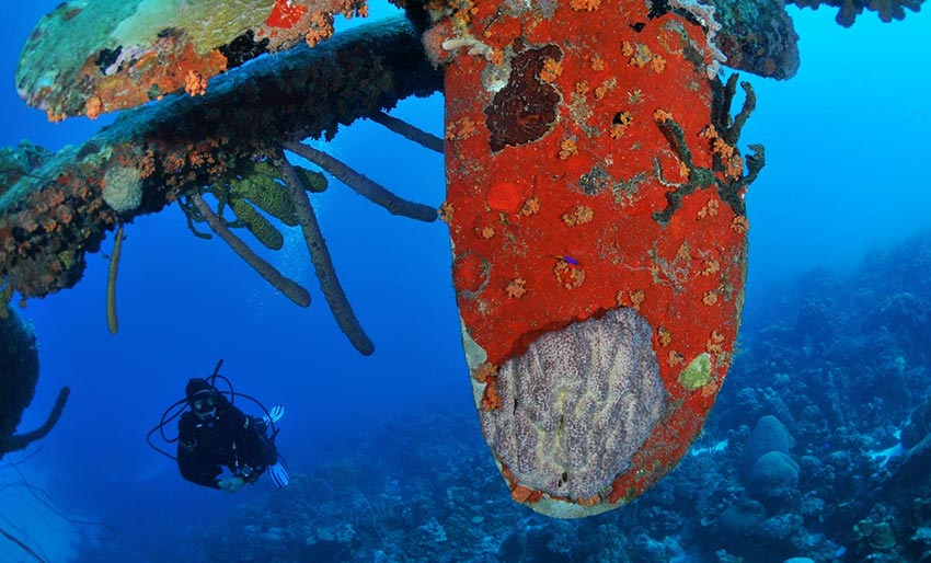 Vrak er fulle av marint liv