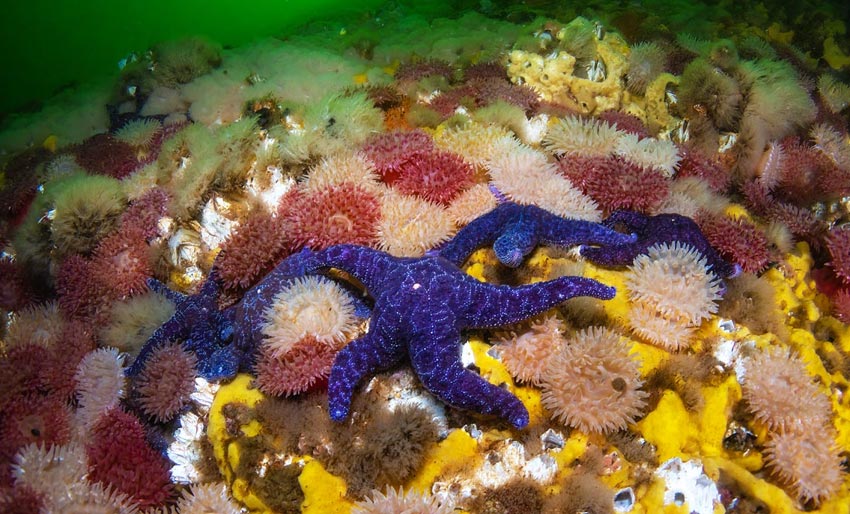 En av verdens heftigste strømdykk