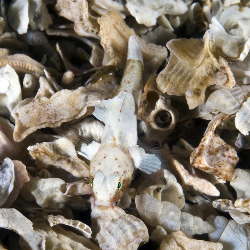 Dette er vår aller minste fisk