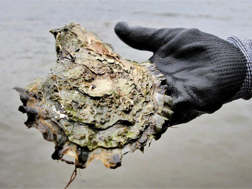 Dette er stillehavsøsters