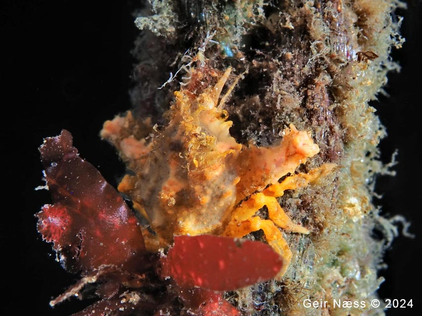 Eurynome spinosa