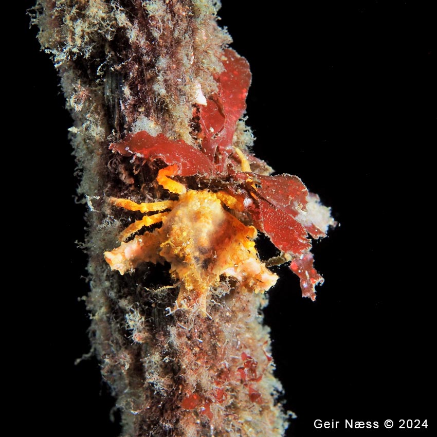 Eurynome spinosa