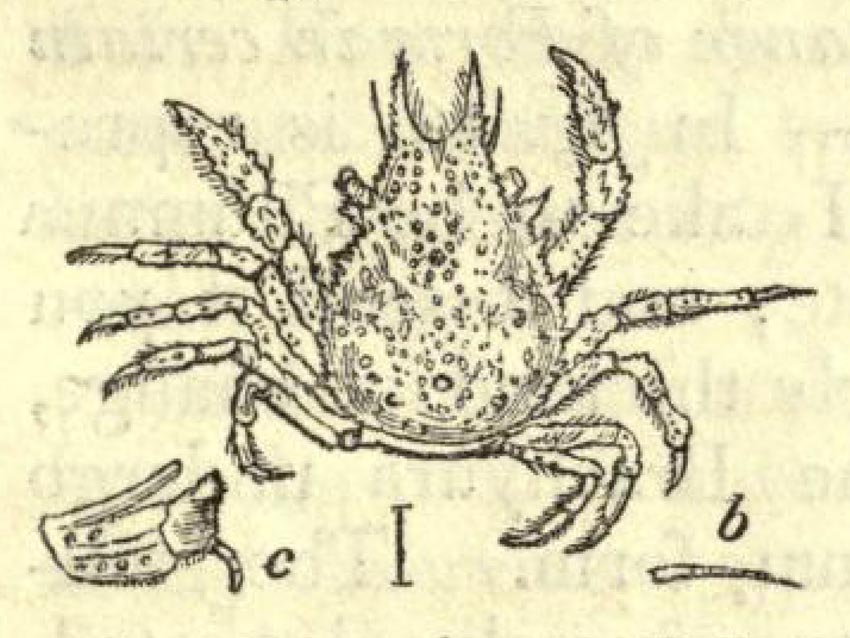 Eurynome spinosa