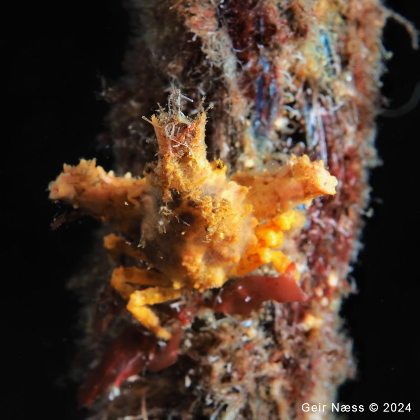 Eurynome spinosa