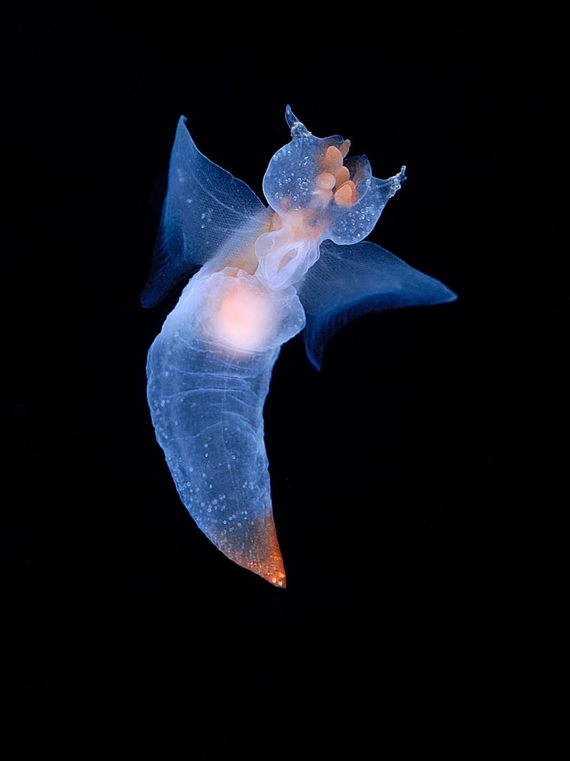 Clione limacina pedata