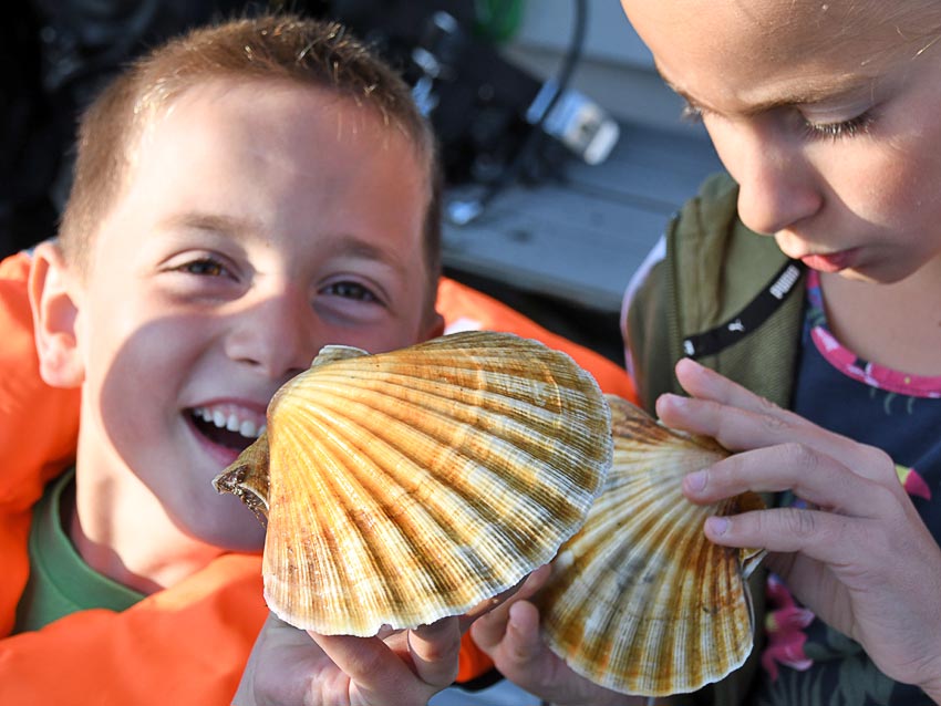 Barn med kamskjell