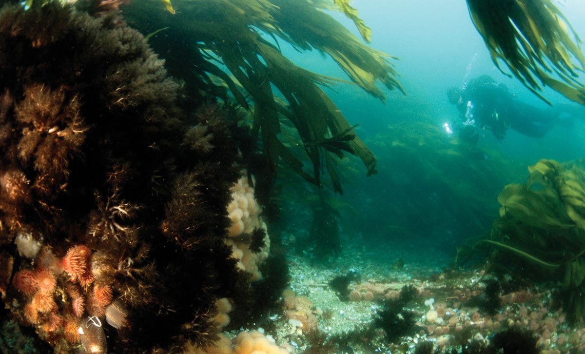 Saltstraumen