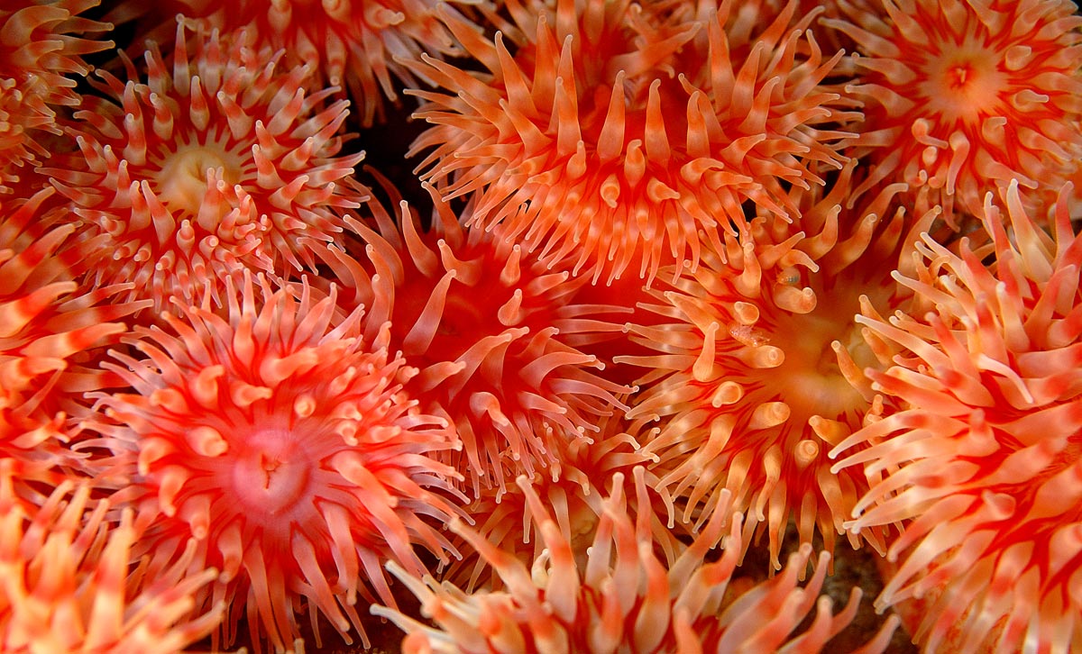 Anemoner