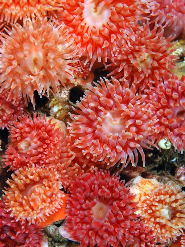 Anemoner