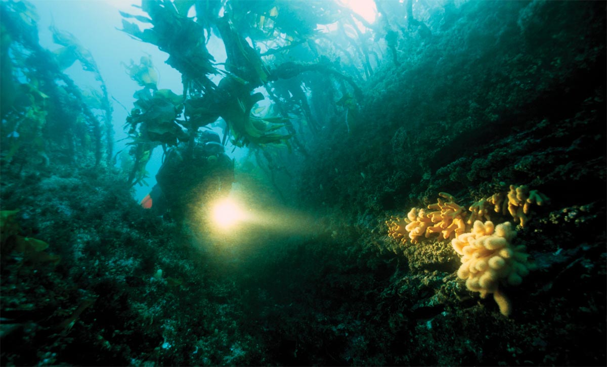 Saltstraumen