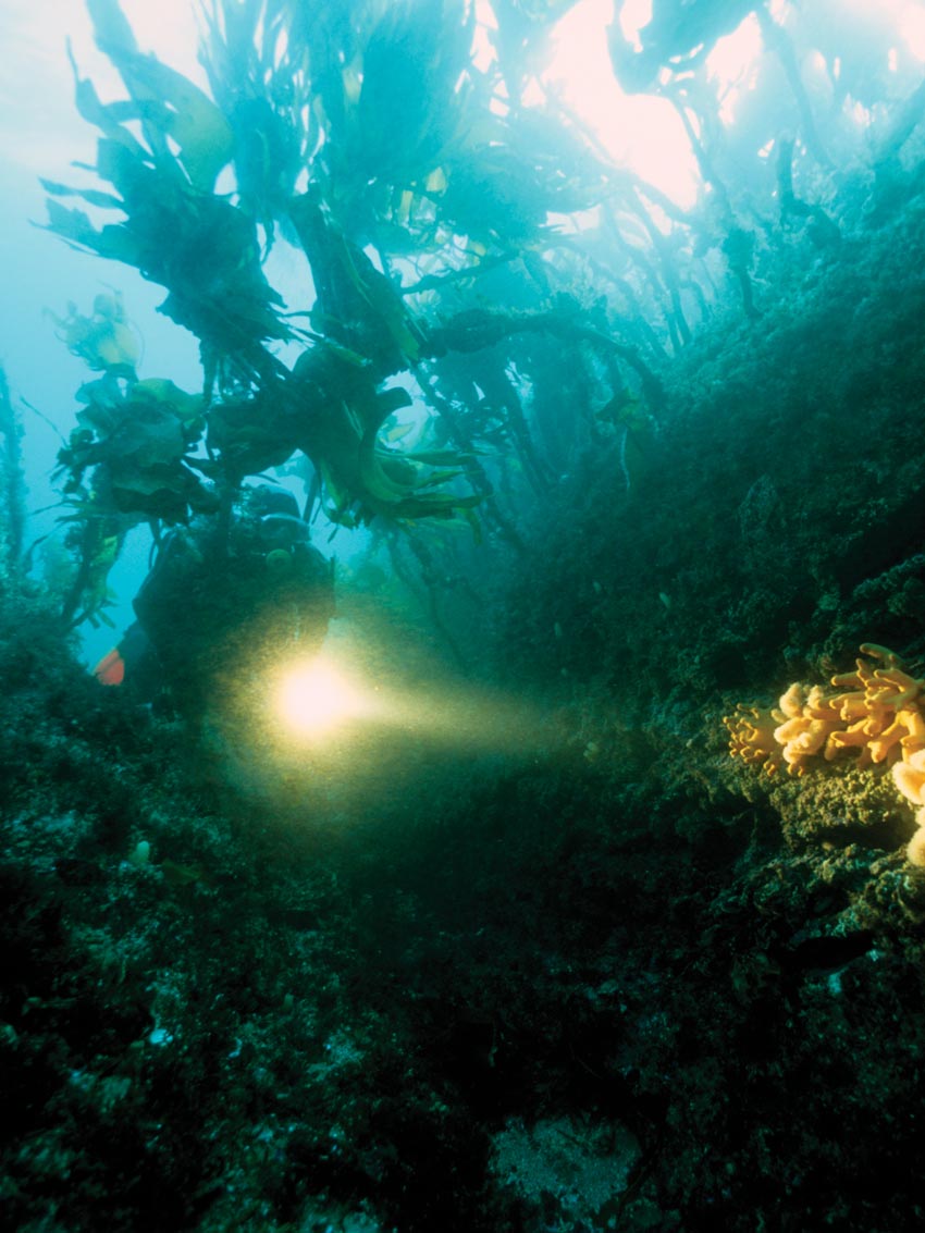 Saltstraumen