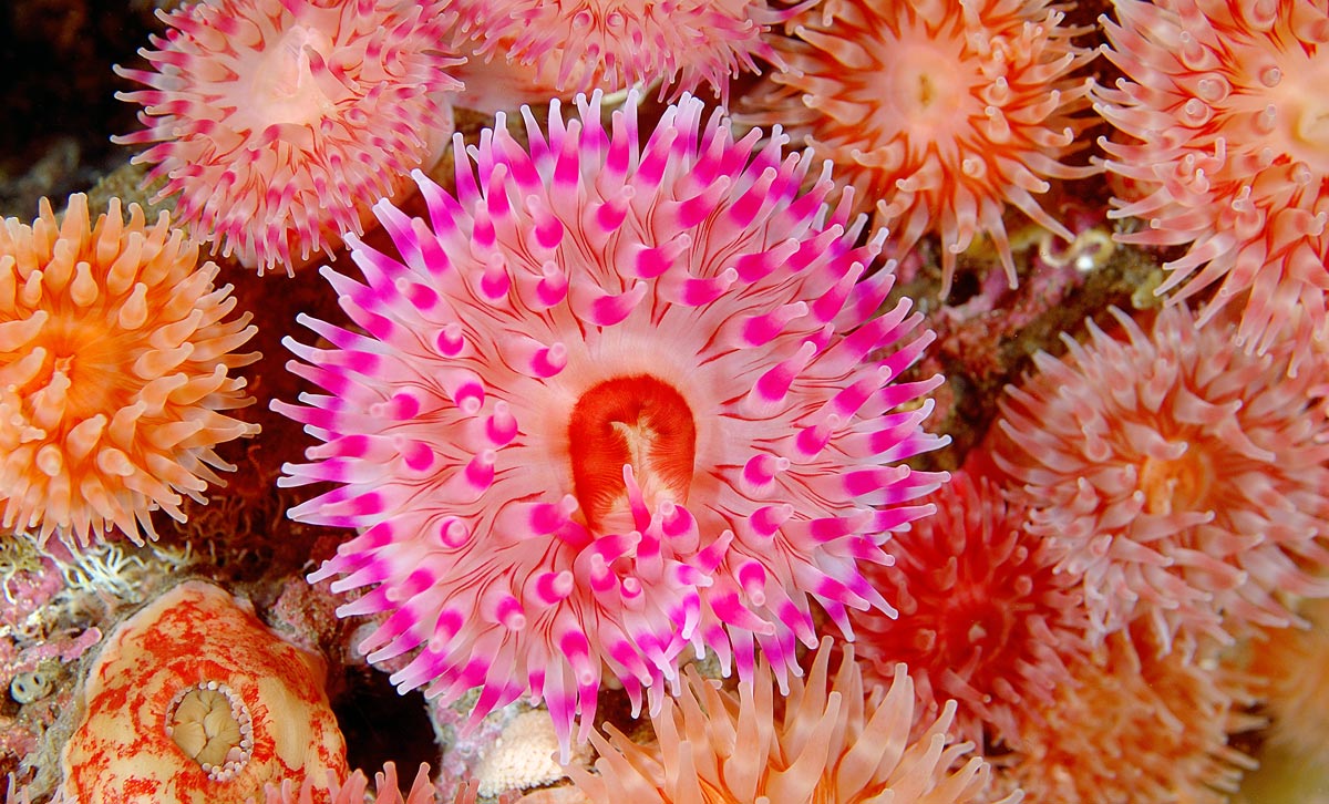 Anemoner