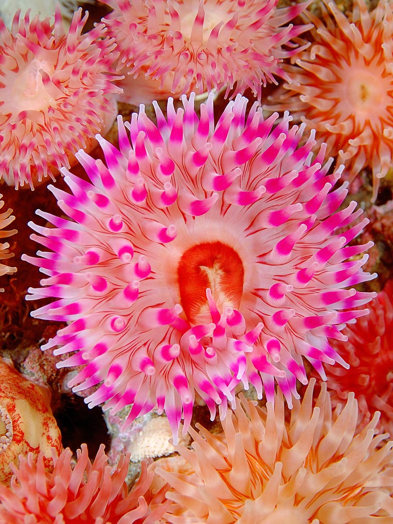Anemoner