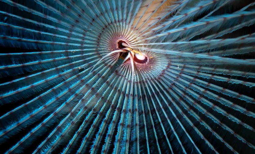 Vakre bilder av påfuglmark