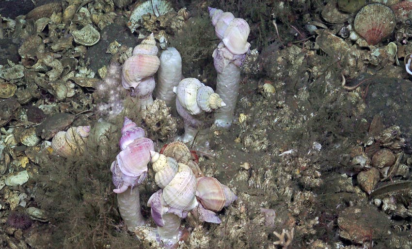 Buccinum