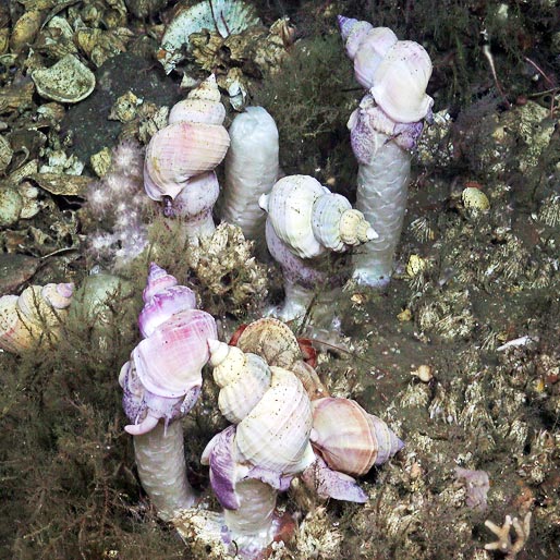 Buccinum